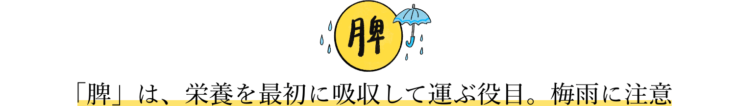 「脾」は、栄養を最初に吸収して運ぶ役目。梅雨に注意