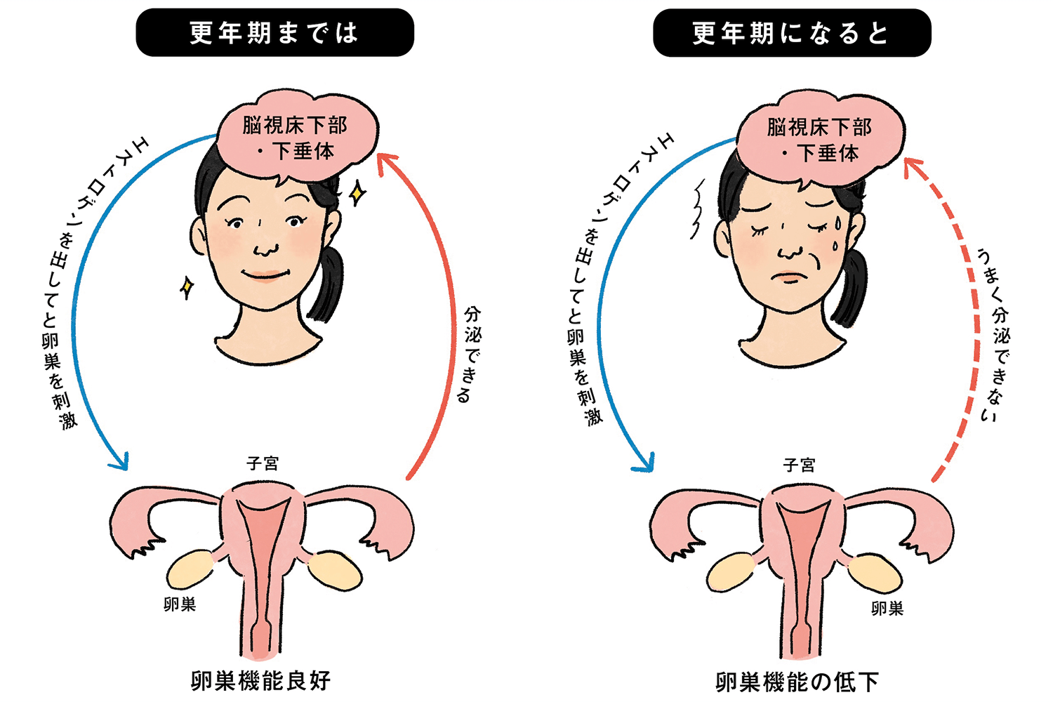 更年期のメカニズム