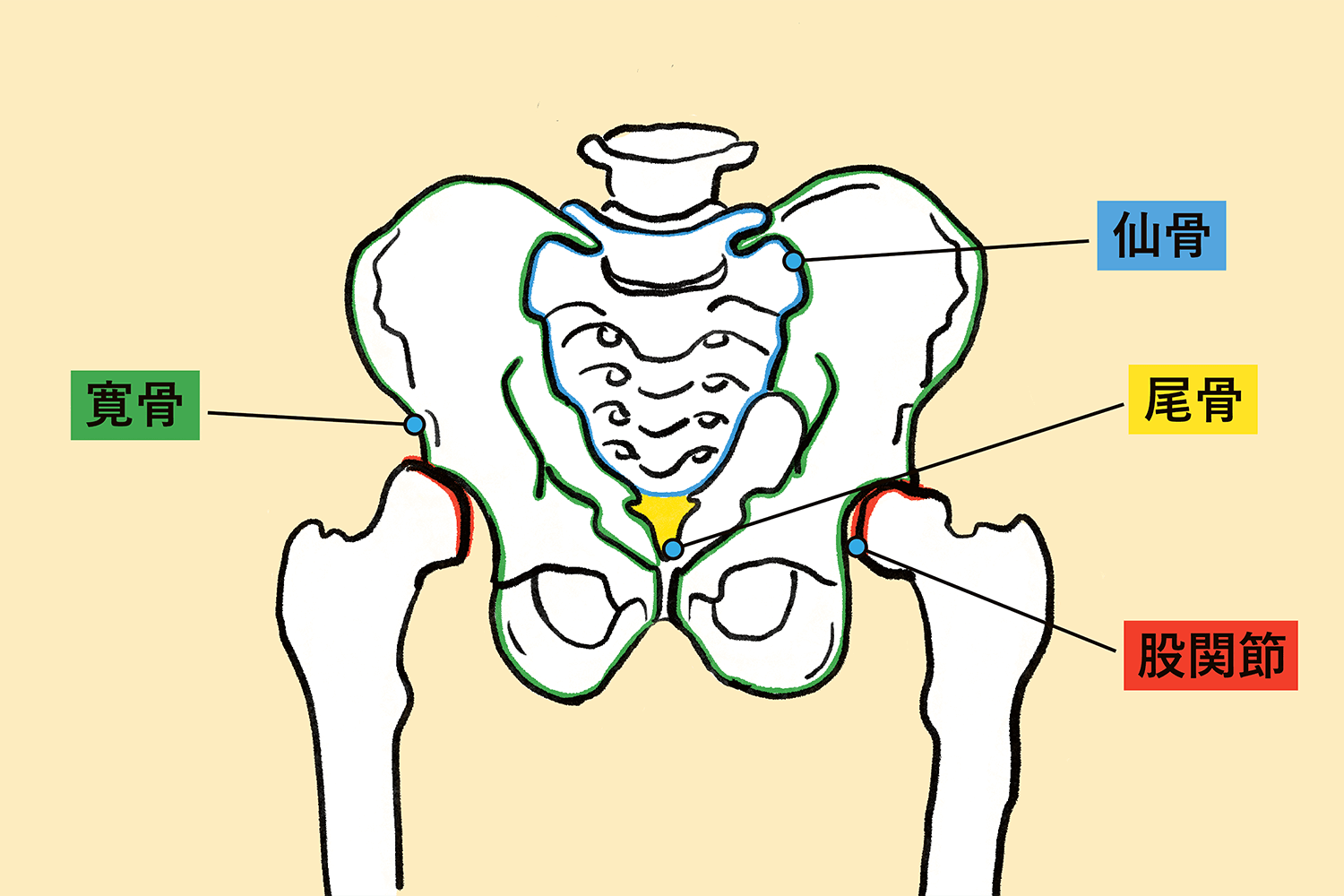 寛骨、仙骨、尾骨、股関節